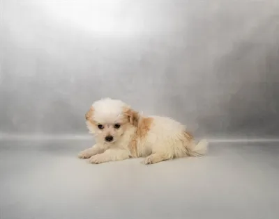 Male Chihuahua puppy for sale at Petland North Kansas.