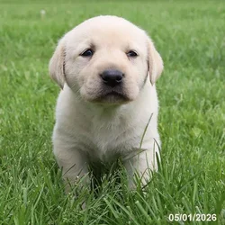 Female Labrador Retriever puppy for sale at Petland Blue Springs.