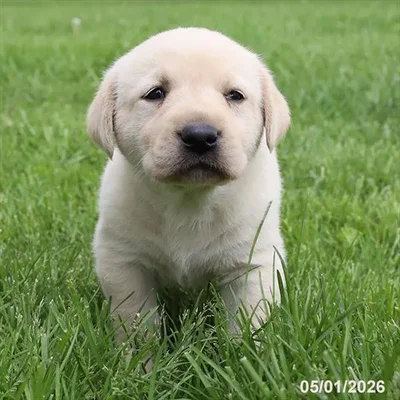 Female Labrador Retriever puppy for sale at Petland Blue Springs.