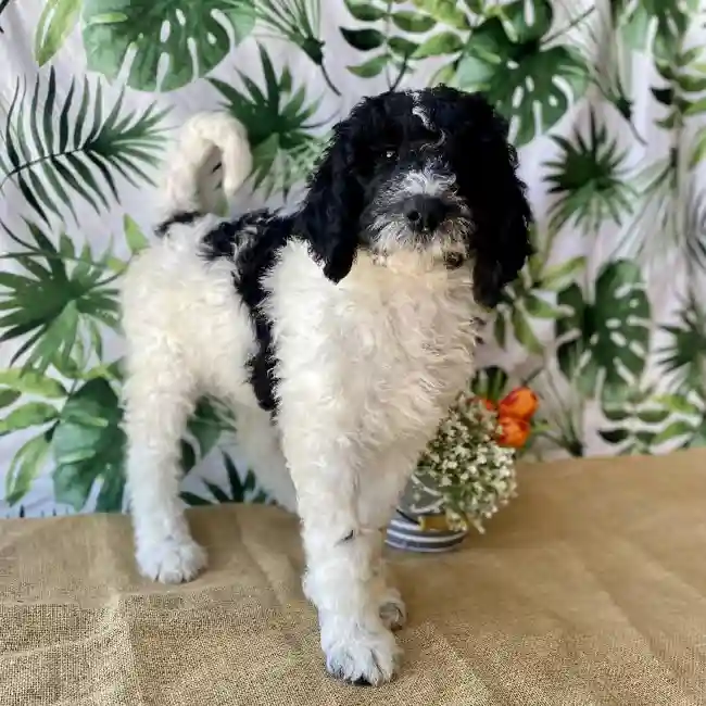 Female Newfoundland-Poodle Puppy for sale