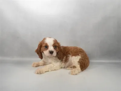 Male Cavalier King Charles Spaniel puppy for sale at Petland North Kansas.