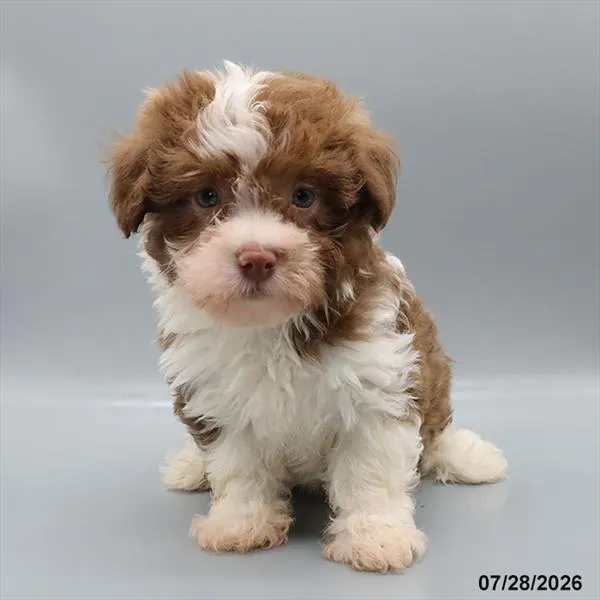 Male Havanese puppy for sale at Petland Blue Springs.