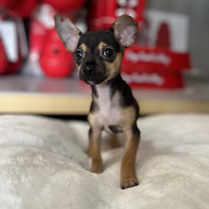 Female Chihuahua Puppy for Sale in Blue Springs, MO