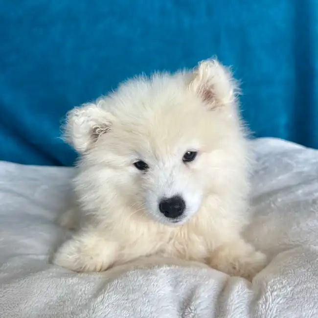 Samoyed For Sale | Petland North Kansas