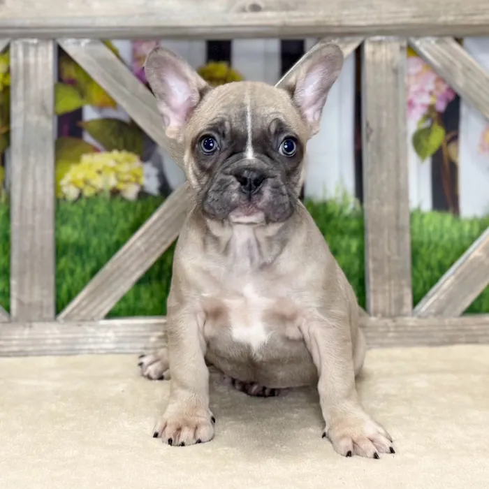 Male French Bulldog puppy named Raymond for sale at Petland Blue Springs.