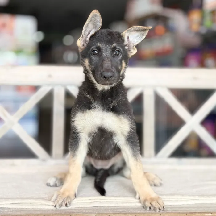 Female German Shepherd puppy named Atlanta for sale at Petland Blue Springs.