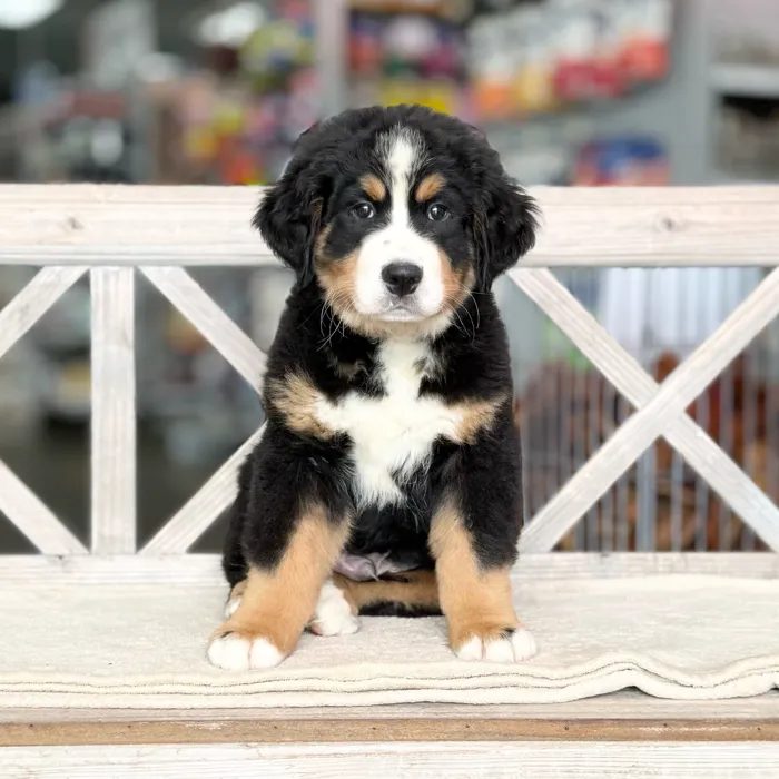 Male Bernese Mountain Dog puppy named David for sale at Petland Blue Springs.