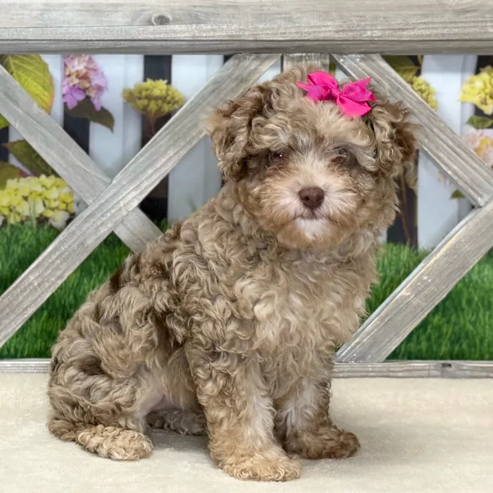 Female Toy Poodle puppy named Reeces for sale at Petland Blue Springs.