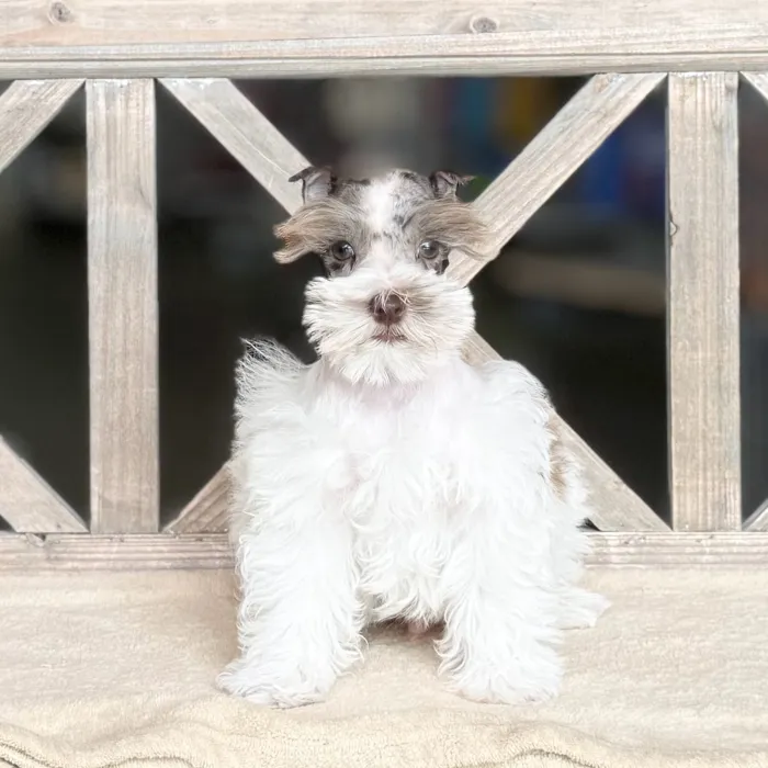 Male Mini Schnauzer puppy named Mike for sale at Petland North Kansas.
