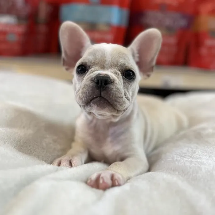 Female French Bulldog Puppy for Sale in Blue Springs, MO