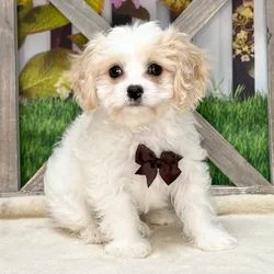 Male Cavachon puppy named Dup for sale at Petland Blue Springs.