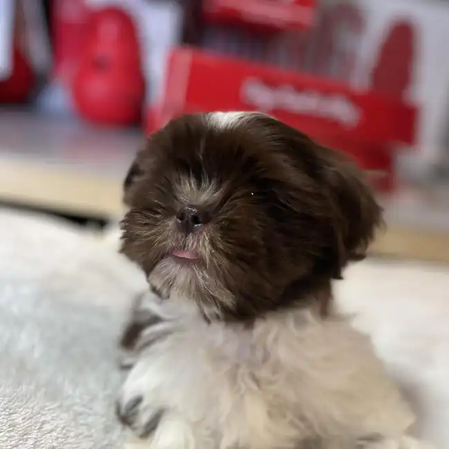 Male Shih Tzu Puppy for Sale in Blue Springs, MO