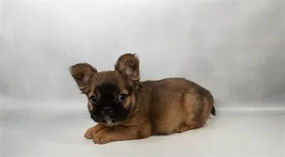 Female French Bulldog puppy for sale at Petland Blue Springs.