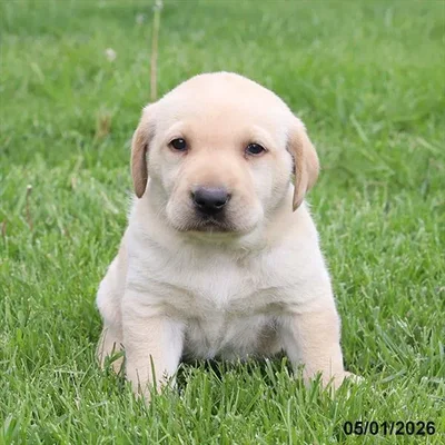 Male Labrador Retriever puppy named Honey for sale at Petland North Kansas.