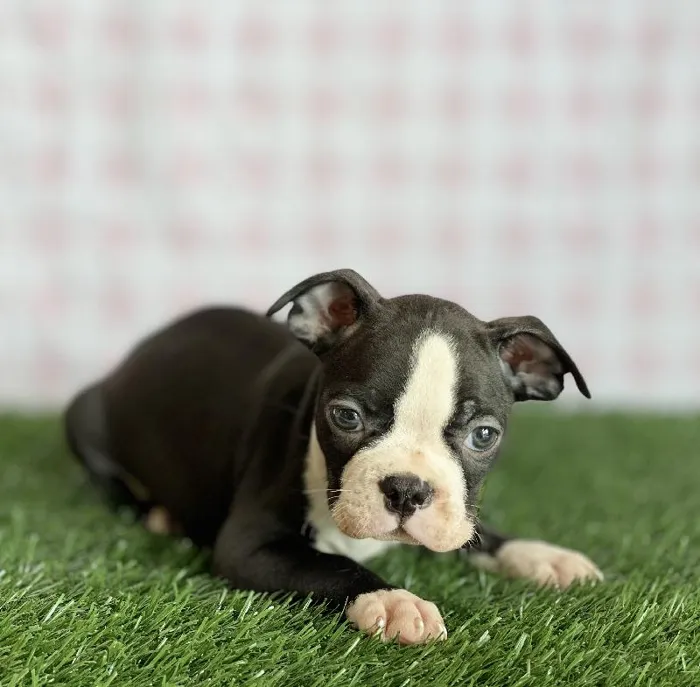 Male Boston Terrier Puppy for sale