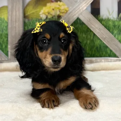 Female Dachshund puppy named Scarlet Witch for sale at Petland Blue Springs.