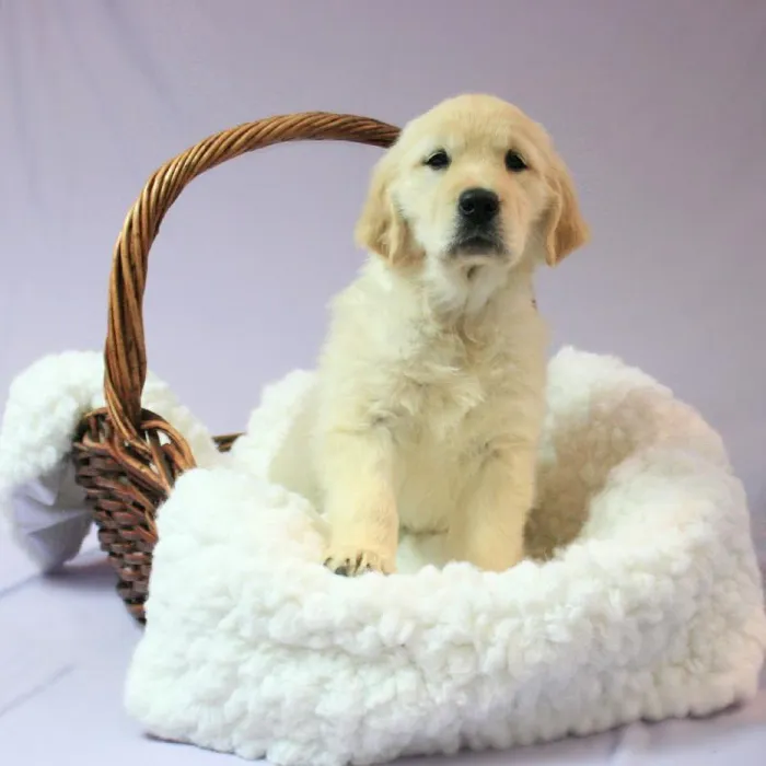 Female Golden Retriever Puppy for sale