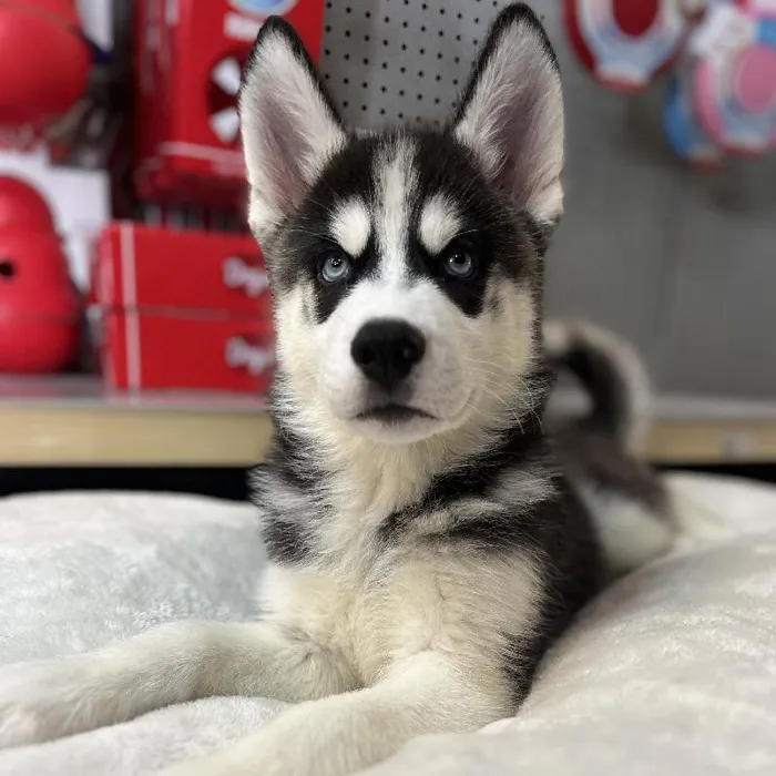 Male Siberian Husky Puppy for Sale in Blue Springs, MO