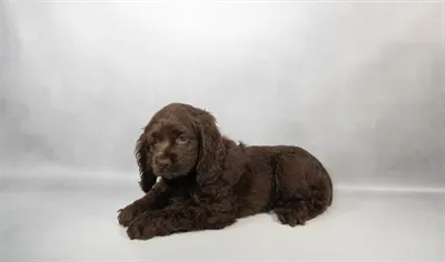 Female Cocker Spaniel puppy for sale at Petland North Kansas.