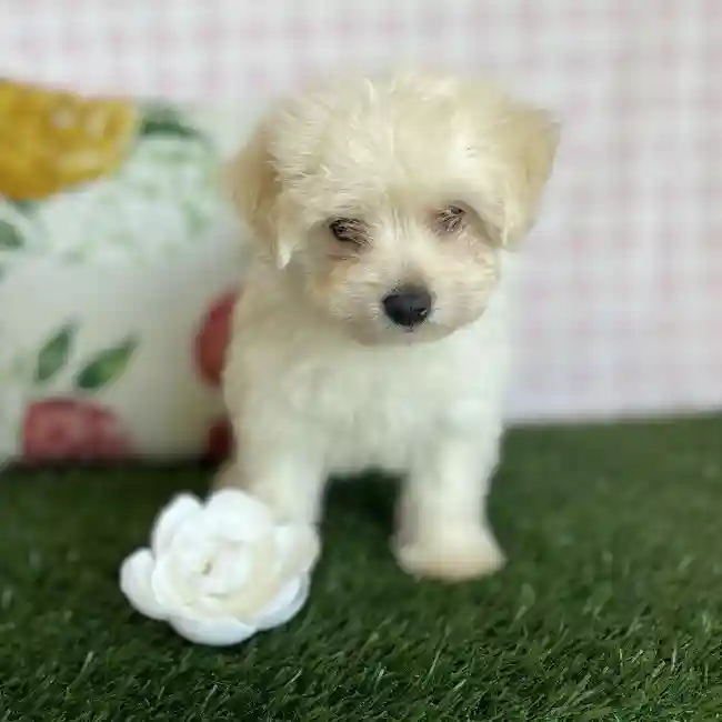 Male Maltipoo Puppy for sale