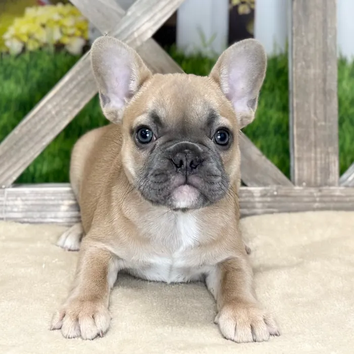 Female French Bulldog puppy named Trinity for sale at Petland North Kansas.