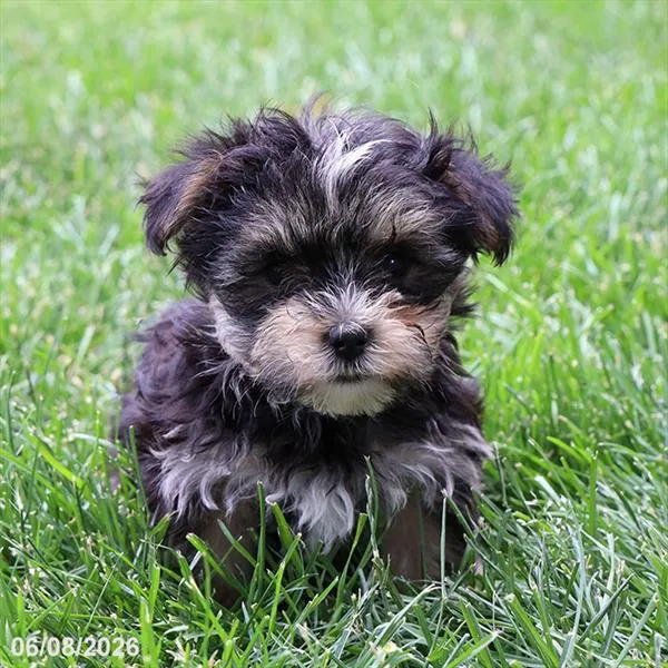 Female Morkie puppy for sale at Petland Blue Springs.