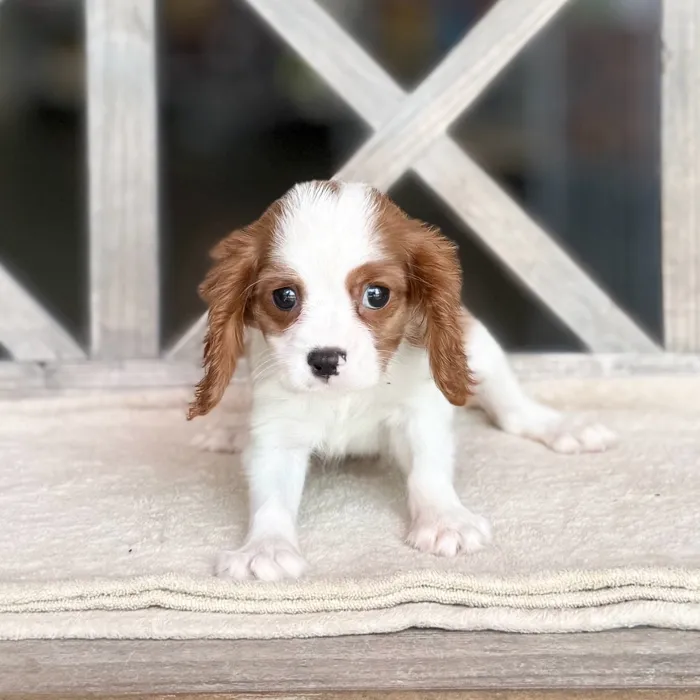 Female Cavalier King Charles Spaniel puppy for sale at Petland Blue Springs.