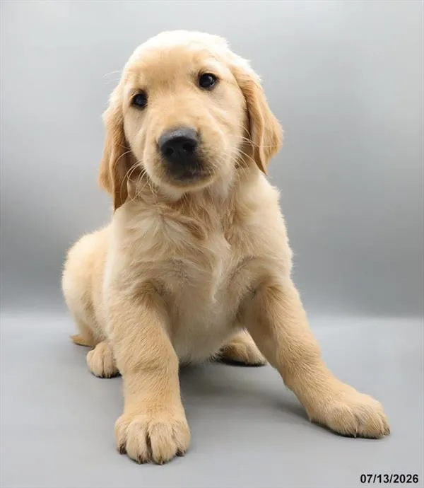 Female Golden Retriever puppy for sale at Petland Blue Springs.