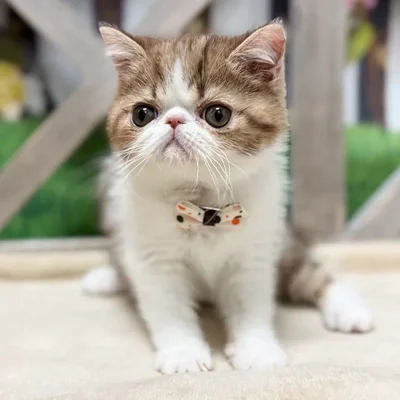 Male Exotic kitten for sale at Petland Blue Springs.