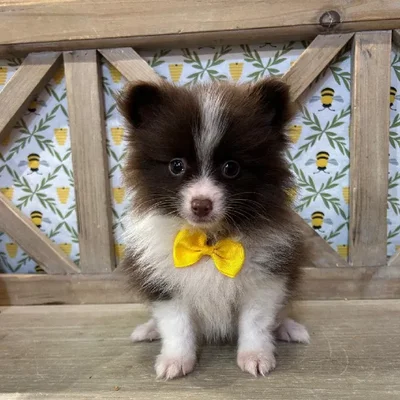 Male Pomeranian Puppy for Sale in Kansas City, MO