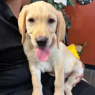 Male Labrador Retriever puppy named Honey for sale at Petland North Kansas.