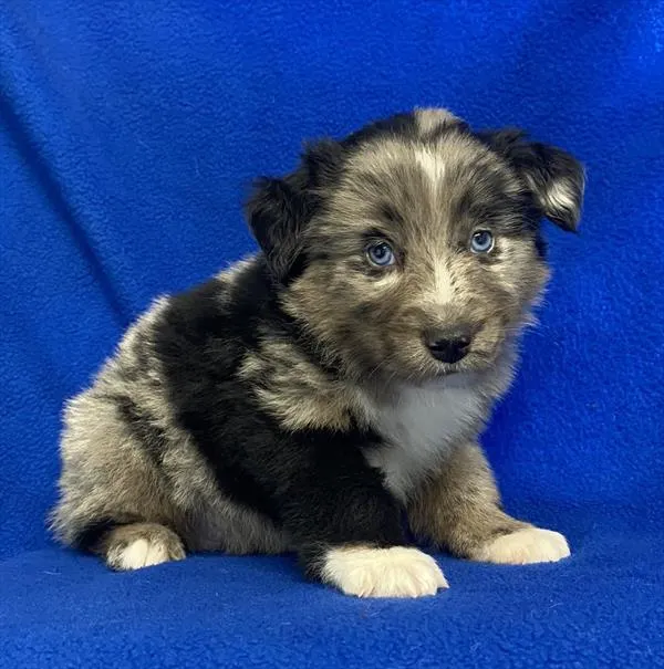 1954023d7e1d515-e015-4436-b1d1-78ca9c23d519Miniature_Australian_Shepherd_male_042__1_4_23_.jpg