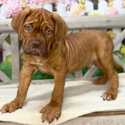 Male Dogue De Bordeaux puppy named Westley for sale at Petland Blue Springs.