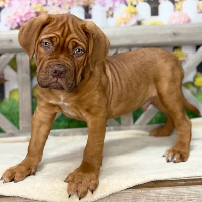 Male Dogue De Bordeaux puppy named Westley for sale at Petland Blue Springs.