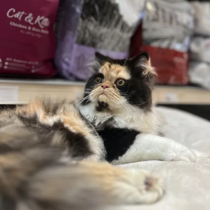 Female Exotic Kitten for Sale in Blue Springs, MO