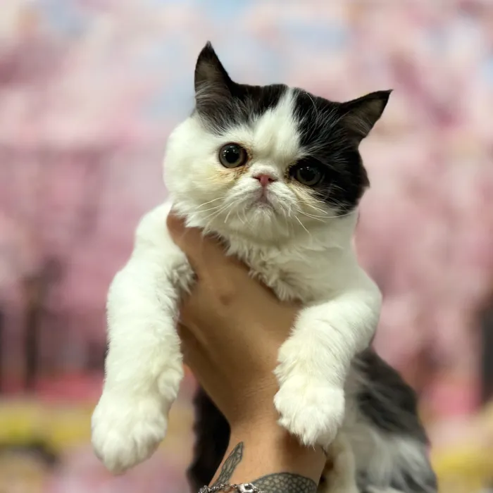 Female Exotic kitten named Ruth for sale at Petland Blue Springs.