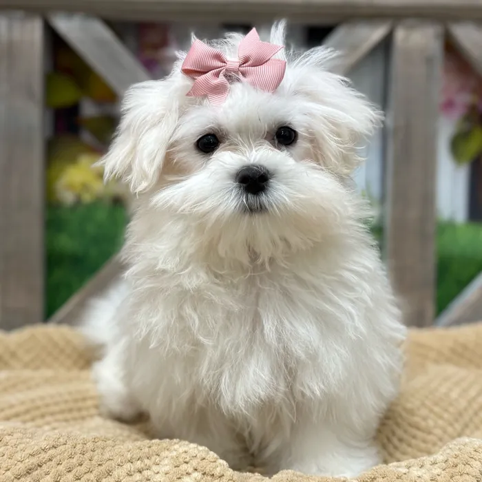 Female Maltese puppy named Bonnie for sale at Petland North Kansas.