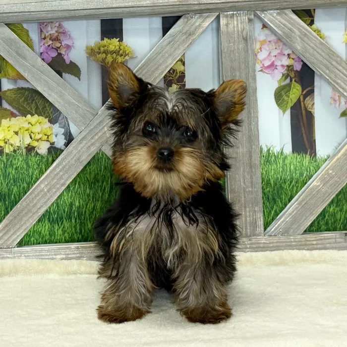 Female Yorkie puppy named Chelsea for sale at Petland North Kansas.