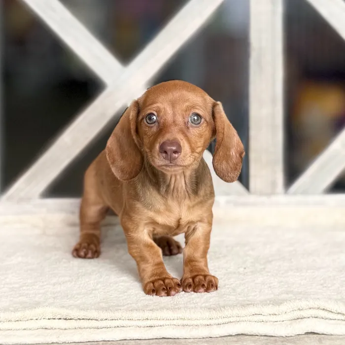 Female Dachshund puppy for sale at Petland Blue Springs.