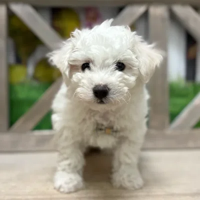 Male Bichon puppy named Jackson for sale at Petland Blue Springs.