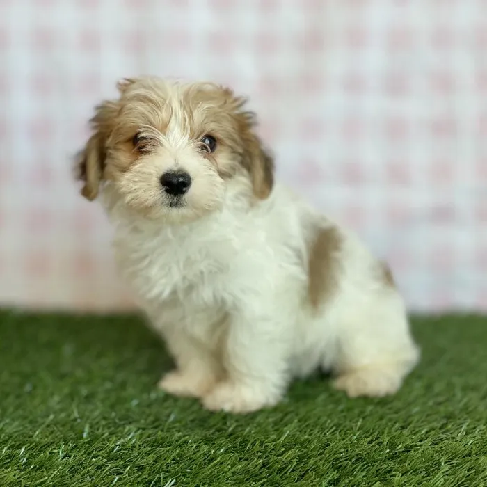 Male Morkie Puppy for sale