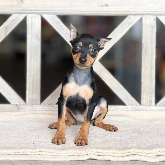 Female Min Pin puppy for sale at Petland Blue Springs.