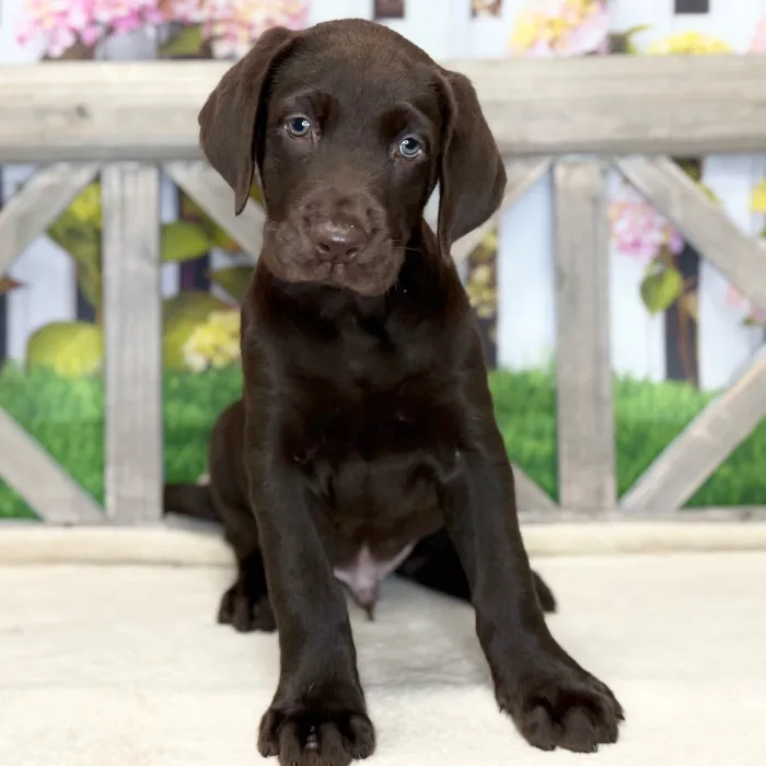 Male Labrador Retriever puppy named Luca for sale at Petland Blue Springs.