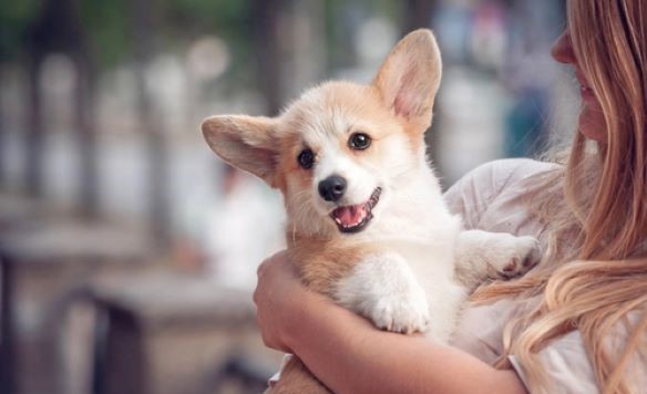 Petland