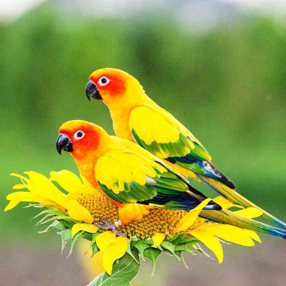 Bird for sale