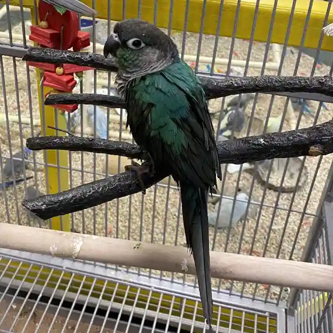 Unknown Green Cheek Conure Bird for sale image