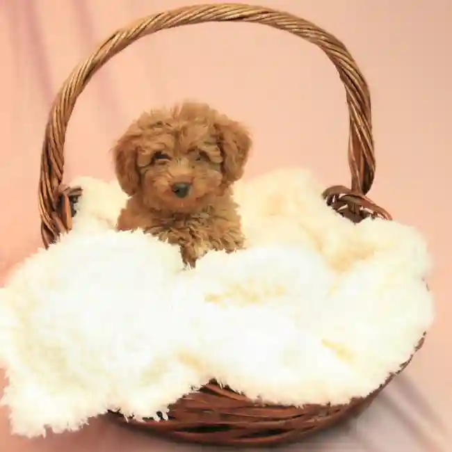 Male Aussiedoodle 2nd Gen Puppy for sale
