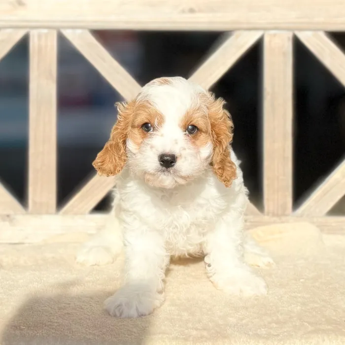 Male Cavapoo puppy named Toby for sale at Petland Blue Springs.