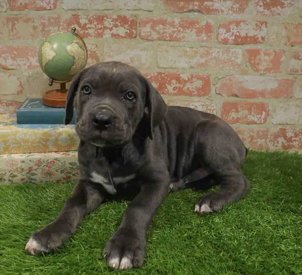 Male Cane Corso puppy for sale at Petland Blue Springs.