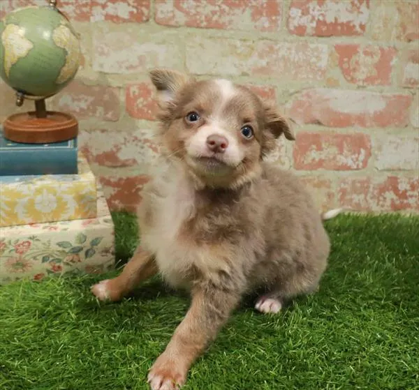 Male Chihuahua puppy for sale at Petland Blue Springs.